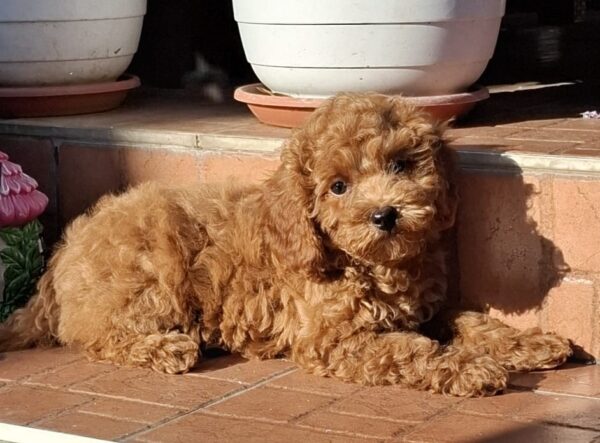 Ada Miniature Poodle Ada Miniature Poodle
