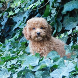 Ada Miniature Poodle Ada Miniature Poodle
