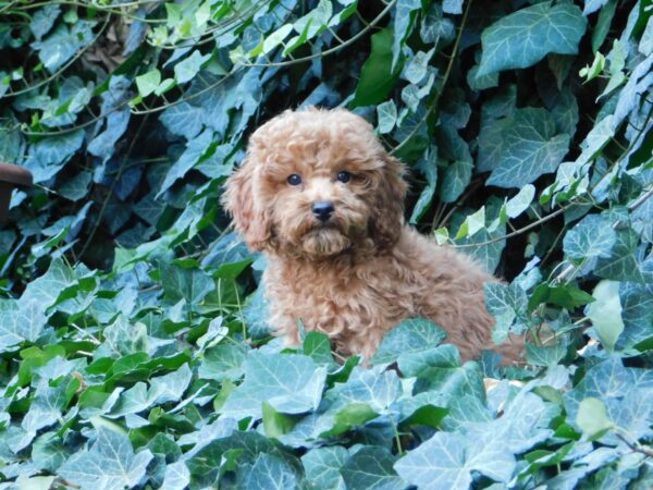 Ada Miniature Poodle Ada Miniature Poodle