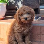 Ada-female-miniature-poodle-puppy-for-sale- (2)