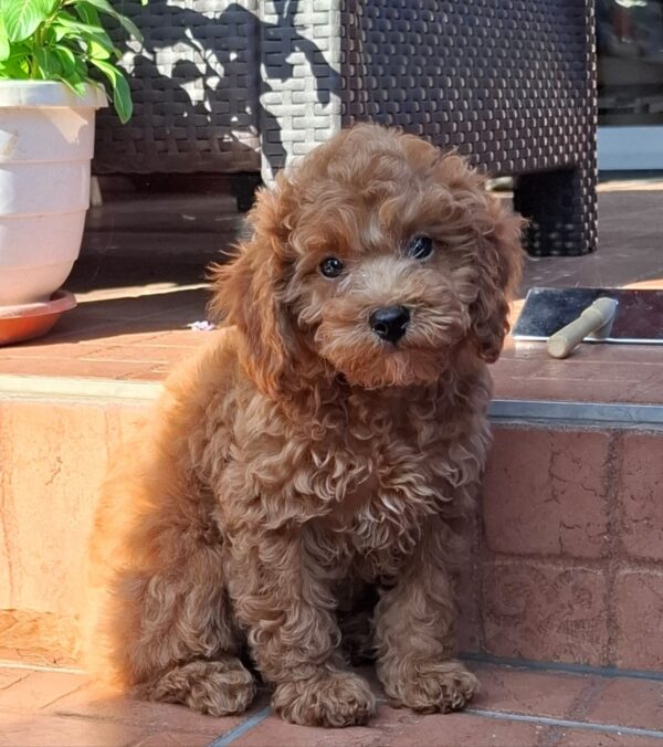 Ada Miniature Poodle Ada Miniature Poodle