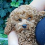 Ada-female-miniature-poodle-puppy-for-sale- (3)