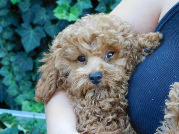 Ada Miniature Poodle Ada Miniature Poodle