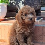 Ada-female-miniature-poodle-puppy-for-sale- (3)