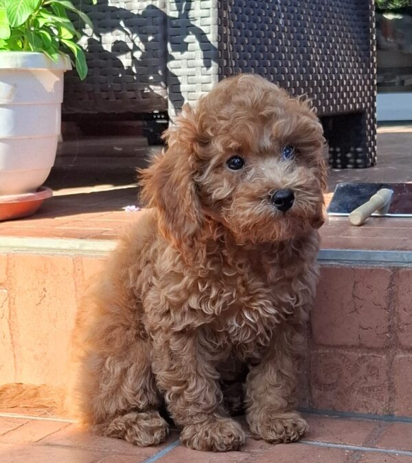Ada Miniature Poodle Ada Miniature Poodle