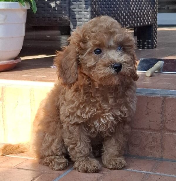 Ada Miniature Poodle Ada Miniature Poodle