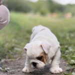 Adis-male-English-Bulldog-puppy-for-sale-1 (1)