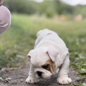 Adis English Bulldog Adis English Bulldog