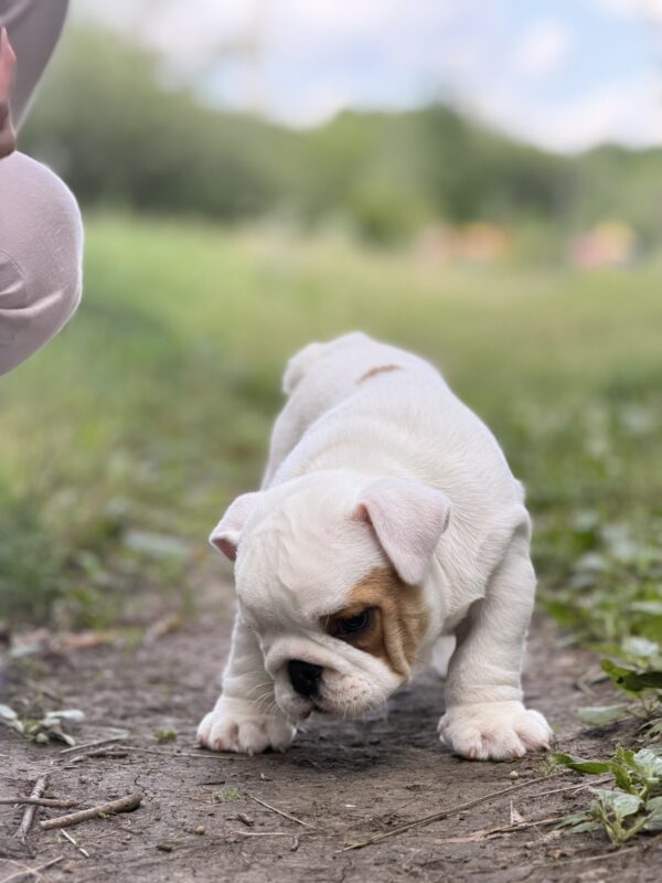 Adis English Bulldog Adis English Bulldog