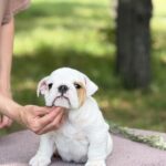 Adis-male-English-Bulldog-puppy-for-sale-1 (2)
