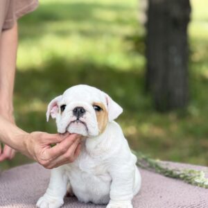 Adis English Bulldog Adis English Bulldog