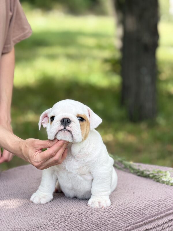 Adis English Bulldog Adis English Bulldog