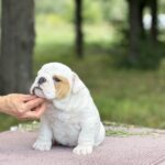 Adis-male-English-Bulldog-puppy-for-sale-1 (3)