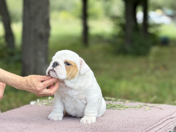 Adis English Bulldog Adis English Bulldog