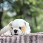 Adis-male-English-Bulldog-puppy-for-sale-1 (4)