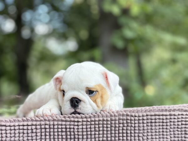 Adis English Bulldog Adis English Bulldog