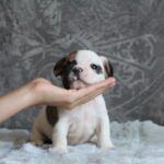 Agent-male-french-vulldog-puppy-for-sale- (1)