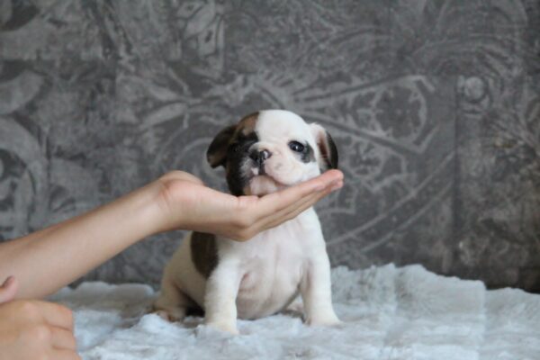 Agent French Bulldog Agent French Bulldog