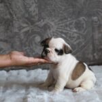Agent-male-french-vulldog-puppy-for-sale- (2)