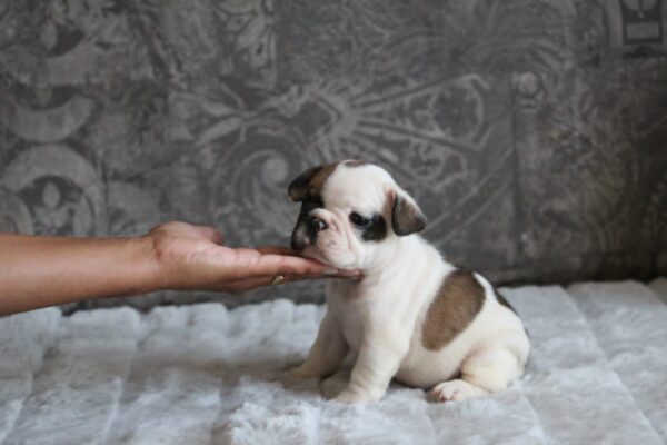 Agent French Bulldog Agent French Bulldog