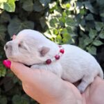 Agnes-female-west-highland-terrier-puppy-for-sale- (1)