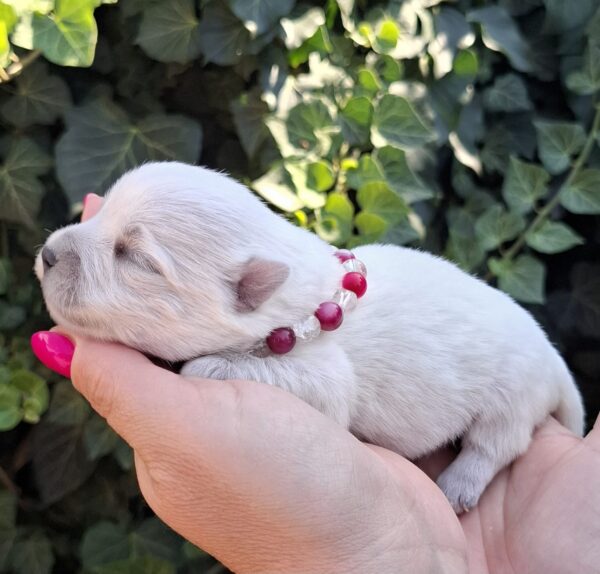 Agnes West Highland White Terrier Agnes West Highland White Terrier