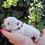 Agnes-female-west-highland-terrier-puppy-for-sale- (2)