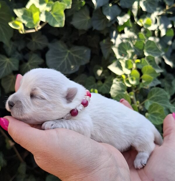 Agnes West Highland White Terrier Agnes West Highland White Terrier