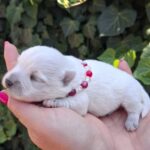 Agnes-female-west-highland-terrier-puppy-for-sale- (3)