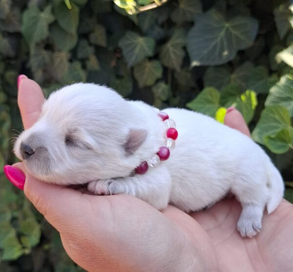 Agnes West Highland White Terrier Agnes West Highland White Terrier