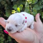 Agnes-female-west-highland-terrier-puppy-for-sale- (4)