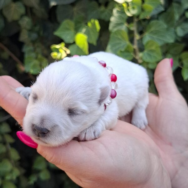 Agnes West Highland White Terrier Agnes West Highland White Terrier