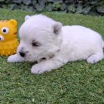 Agnes-female-west-higland-terrier-puppy-for-sale- (1)