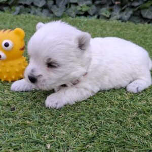 Agnes West Highland White Terrier Agnes West Highland White Terrier