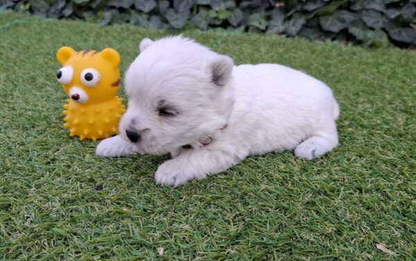 Agnes West Highland White Terrier Agnes West Highland White Terrier