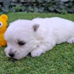 Agnes-female-west-higland-terrier-puppy-for-sale- (2)