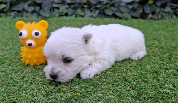 Agnes West Highland White Terrier Agnes West Highland White Terrier