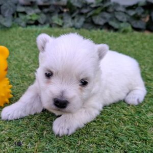 Agnes West Highland White Terrier Agnes West Highland White Terrier