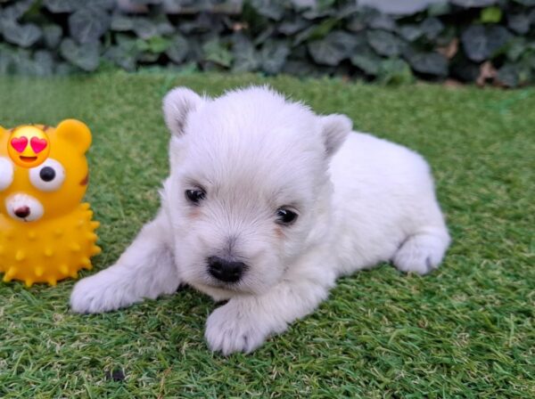 Agnes West Highland White Terrier Agnes West Highland White Terrier