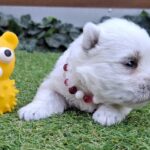 Agnes-female-west-higland-terrier-puppy-for-sale- (4)