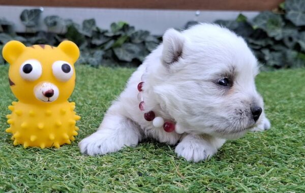Agnes West Highland White Terrier Agnes West Highland White Terrier