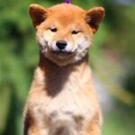 Akira-female-Shiba-Inu-puppy-for-sale-1