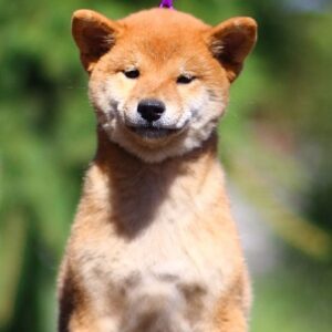 Akira Shiba Inu Akira Shiba Inu