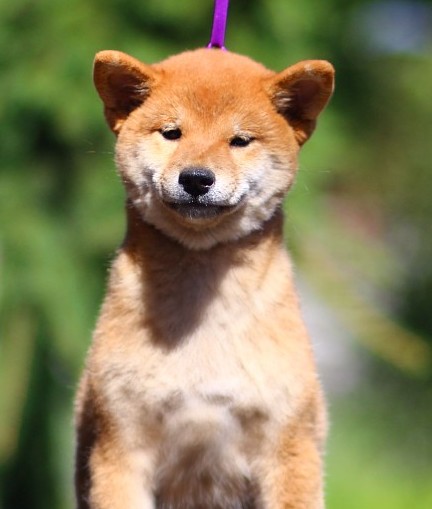 Akira Shiba Inu Akira Shiba Inu