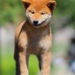 Akira-female-Shiba-Inu-puppy-for-sale-2
