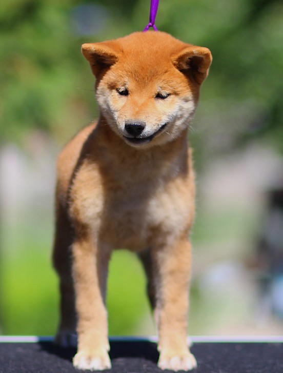 Akira Shiba Inu Akira Shiba Inu