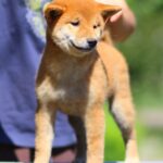 Akira-female-Shiba-Inu-puppy-for-sale-3