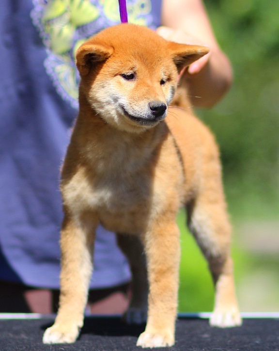 Akira Shiba Inu Akira Shiba Inu