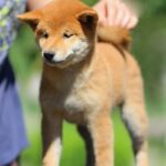 Akira-female-Shiba-Inu-puppy-for-sale-4
