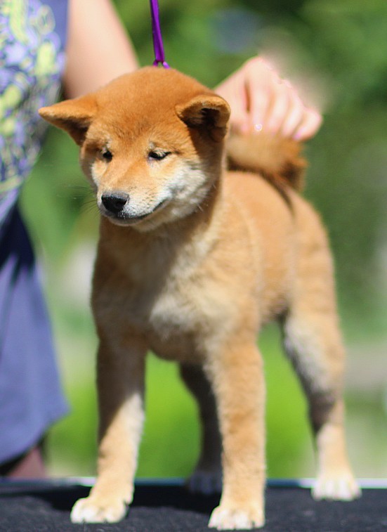 Akira Shiba Inu Akira Shiba Inu